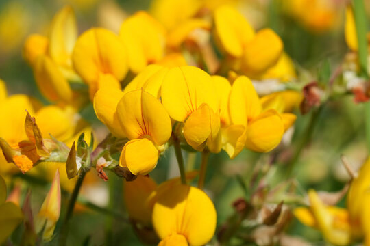 Closeup on bright and rich yellow flowering birdsfoot deervetch or trefoil, Lotus corniculatus