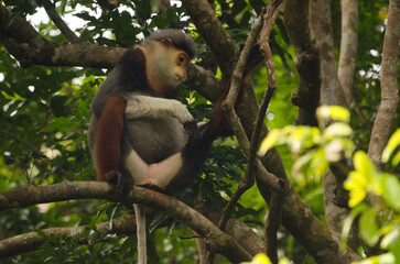 Red-shanked douc Pygathrix nemaeus. Son Tra Natural Reserve. Son Tra Peninsula. Da Nang. Vietnam.