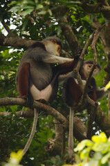 Red-shanked douc Pygathrix nemaeus grooming its young. Son Tra Natural Reserve. Son Tra Peninsula. Da Nang. Vietnam.