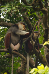 Red-shanked douc Pygathrix nemaeus grooming its young. Son Tra Natural Reserve. Son Tra Peninsula. Da Nang. Vietnam.