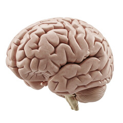 3d realistic human brain anatomical model for medical and educational visualizations transparent background