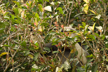 Red-shanked douc Pygathrix nemaeus eating leaves in the forest. Son Tra Natural Reserve. Son Tra Peninsula. Da Nang. Vietnam.
