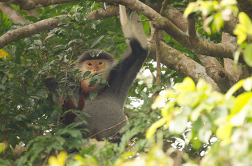 Red-shanked douc Pygathrix nemaeus. Son Tra Natural Reserve. Son Tra Peninsula. Da Nang. Vietnam.