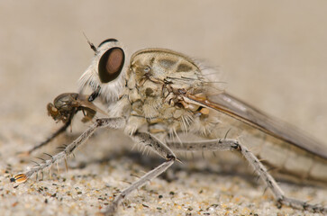 Robber fly feeding on another fly. My Khe Beach. Da Nang. Vietnam.