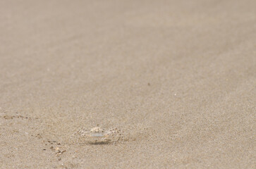 Pallid ghost crab Ocypode pallidula. My Khe Beach. Da Nang. Vietnam.
