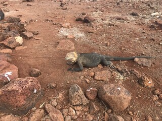 Close-up of Galápagos land iguana facing left with textured brown earth and rock background, iconic island reptile portrait.