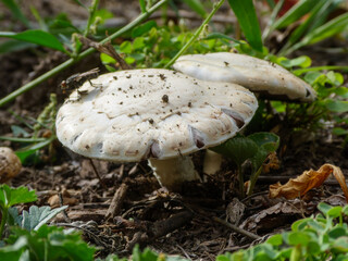 Two wild mushrooms in a forest floor.