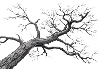 Obraz premium Detailed Bare Tree Branch