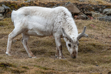 Renne du Spitzberg, Renne de Svalbard, Rangifer tarandus platyrhynchus, Spitzberg, Svalbard, Norvège
