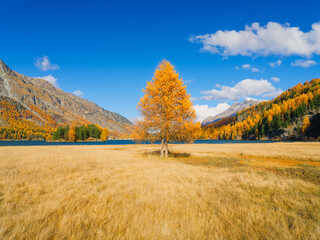 Autumn landscape. Day time in the mountains. Yellow larch trees. Incredible view of the mountain...