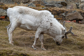 Renne du Spitzberg, Renne de Svalbard, Rangifer tarandus platyrhynchus, Spitzberg, Svalbard, Norv&egrave;ge