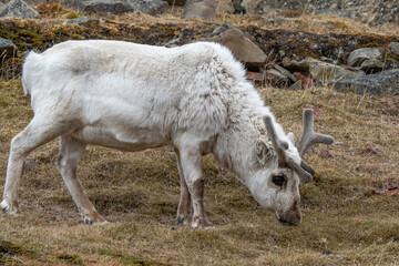 Renne du Spitzberg, Renne de Svalbard, Rangifer tarandus platyrhynchus, Spitzberg, Svalbard, Norv&egrave;ge