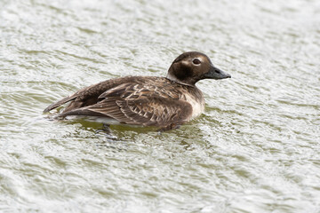 Harelde boréale, Clangula hyemalis, Long tailed Duck, Spitzberg, Svalbard, Norvège