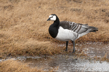 Bernache nonnette, Branta leucopsis, Barnacle Goose, Longyearbyen, Spitzberg, Svalbard, Norvège