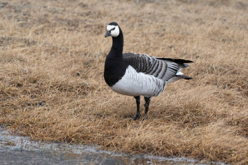 Bernache nonnette, Branta leucopsis, Barnacle Goose, Longyearbyen, Spitzberg, Svalbard, Norvège