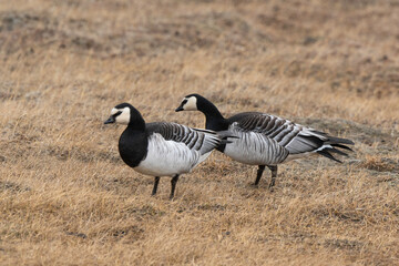Bernache nonnette, Branta leucopsis, Barnacle Goose, Longyearbyen, Spitzberg, Svalbard, Norvège