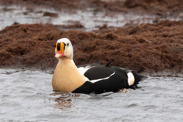 Eider à tête grise, mâle,Somateria spectabilis, King Eider