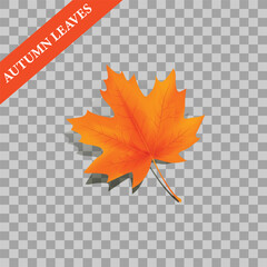 autumn leaves on transparent background