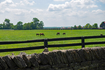 Horses on a Kentucky horse farm