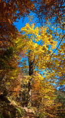 path in autumnal deciduous forest with colorful trees