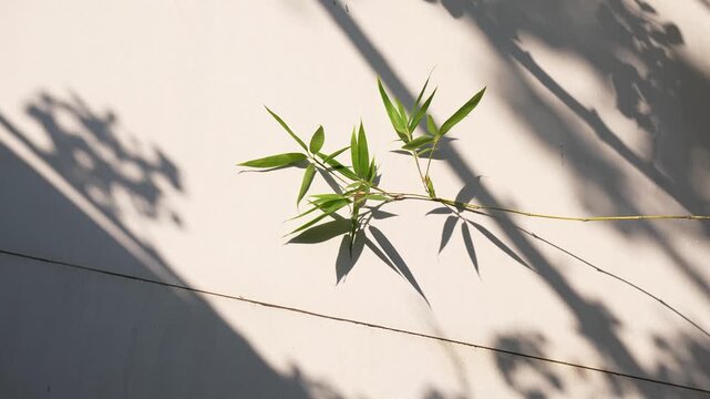 Bamboo leaves casting delicate shadows on a sunlit wall in a serene natural setting