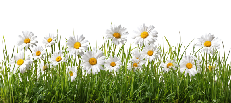 Horizontal Row of Daisies Growing Through Green Grass on Transparent Background