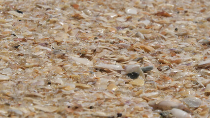 Closeup of colorful shell bits accumulated on a beach