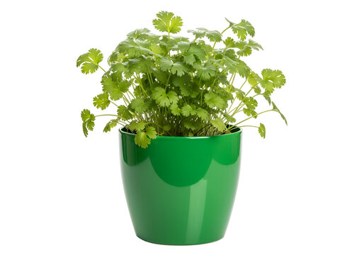 peperomia hanging plant Hanging