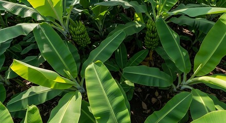 Obraz premium Closeup of Lush Green Banana Leaves.