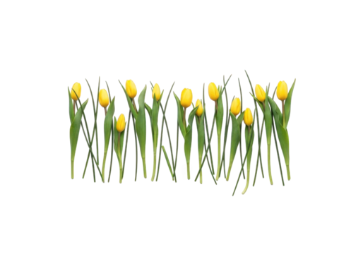 Row of yellow tulips with green stems isolated on transparent background