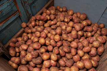 A warehouse of freshly harvested potatoes in the village. A good harvest.