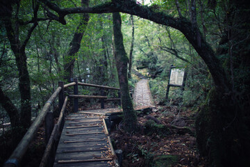 Obraz premium World Heritage, Shiratani Unsuikyo Gorge Scenic Area, Yakushima, Kagoshima Prefecture, Japan