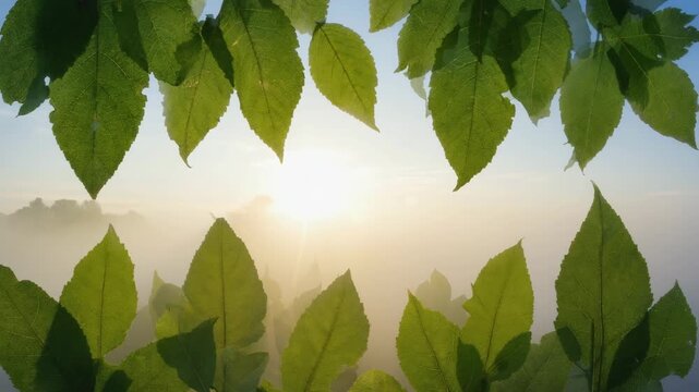 Fresh green leaves lit by morning sun, glowing softly with natural warm light and creating peaceful and vibrant atmosphere.