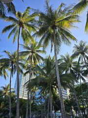 Tall Palm Trees Against Urban Skyline with Blue Sky