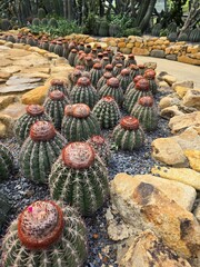 Barrel Cactus Garden with Red Crowns and Stone Landscaping