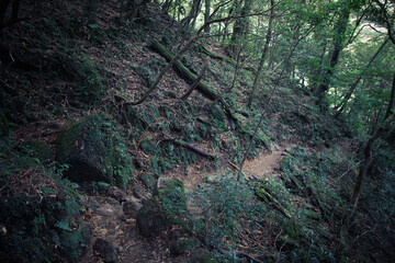 World Heritage, Shiratani Unsuikyo Gorge Scenic Area, Yakushima, Kagoshima Prefecture, Japan