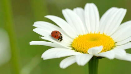 Fototapeta premium Ladybug rests on daisy bloom