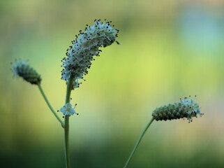 猛暑の8月に咲いたナガボノシロワレモコウの白い花