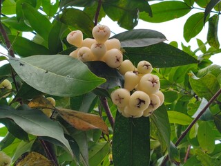 Watery Rose Apples on Tree Branches