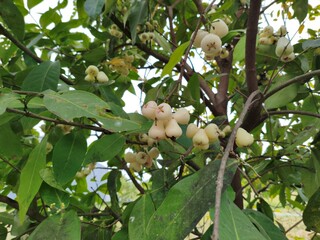 Syzygium samarangense Exotic Fruit and Lush Green Foliage