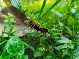 caterpillar on a green leaf