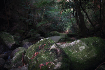 World Heritage, Shiratani Unsuikyo Gorge Scenic Area, Yakushima, Kagoshima Prefecture, Japan