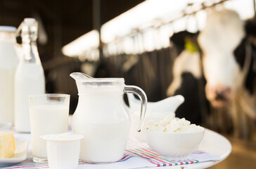 milk, cottage cheese, cream, cheese on table against background of cows
