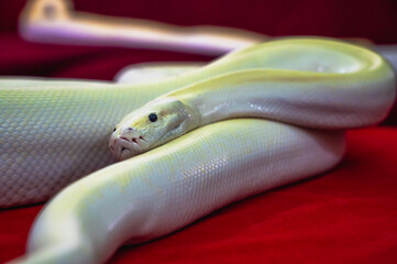 Close up Albino Burmese white python snake, popular household exotic pet 