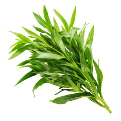 Fototapeta premium Fresh tarragon sprig showcases vibrant green leaves, an aromatic culinary herb essential for cooking. natural, healthy ingredient, bundles of plant promise delicious flavor
