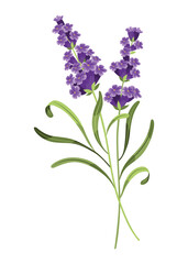 Obraz premium Lavender. Vector illustration of lavender, Provence flowers on a white background. Element from lavender flowers