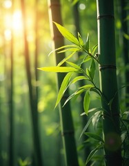 Sunlight filters through dense bamboo forest grove in Japan. Rich green stalks, leaves create tranquil, refreshing scene. Serene natural landscape promotes healing, Zen tranquility, reflecting Asian