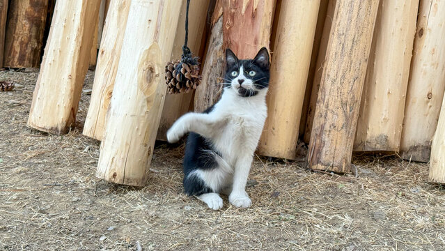 kitten's reflexes, speed, active life