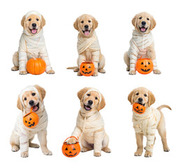 Puppy mummy, cute animal in Halloween theme set. Playful golden retriever puppies dressed in Halloween costumes with pumpkins and candy buckets.