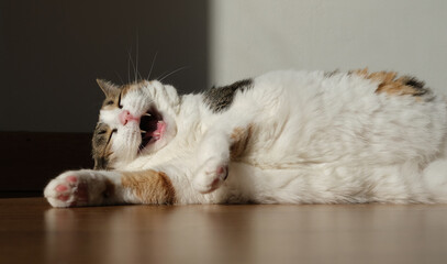 beautiful cute cat smiling and sunbathing © Catsense